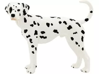 Dalmata M