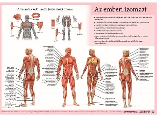 Könyökalátét, kétoldalas, A3, STIEFEL 