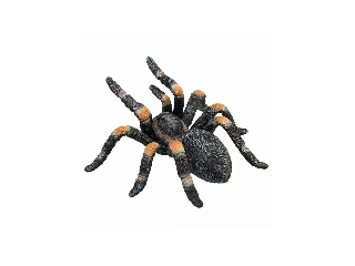 Mexikói vöröstérdű tarantula M