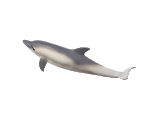 Mojo Delfin 2. figura